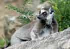 動物図鑑・ワオキツネザルの写真 7